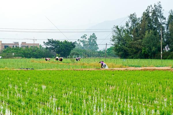 醚菌酯防治病害：研究与应用分析