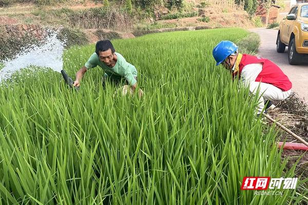 甲维盐对玉米虫的安全性研究