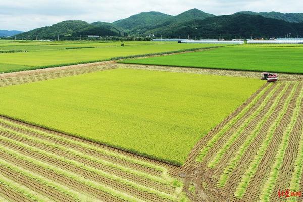 甲维盐能否有效杀死毛毛虫：深度解析与实用建议