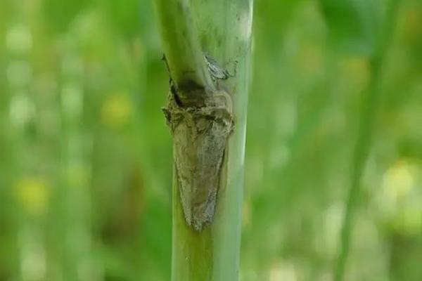 芦笋田专用特效除草剂有哪些