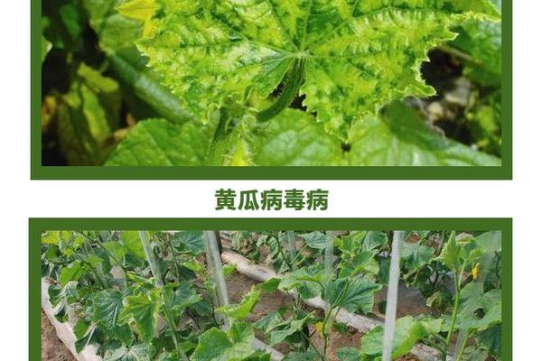 探究高氯甲维盐与虱螨脲的联合应用：一种全新的害虫防治策略