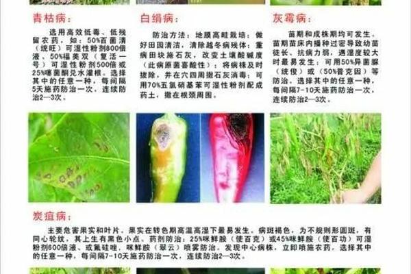 红薯田苗后香附子专用除草剂