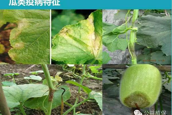 高粱除草剂药害用什么解药好