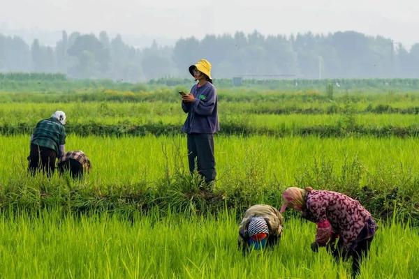 翠英农药杀菌剂：守护农作物健康的秘密武器