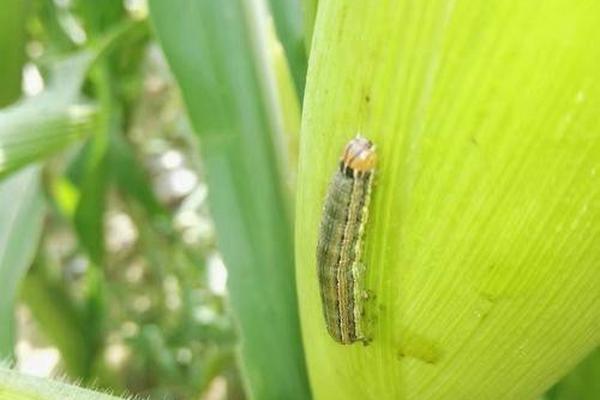 草甘膦除草剂效果如何