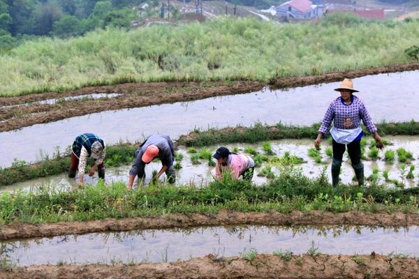 苯甲顶妙醚嘧菌酯：探索一种高效、多功能的农业保护剂