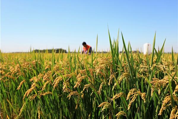 甲钴胺银杏叶片与谷维的综合研究：功效、作用及安全使用指南