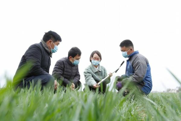 杀虫双和甲维盐能混用吗 甲维盐防治蚜虫效果好吗