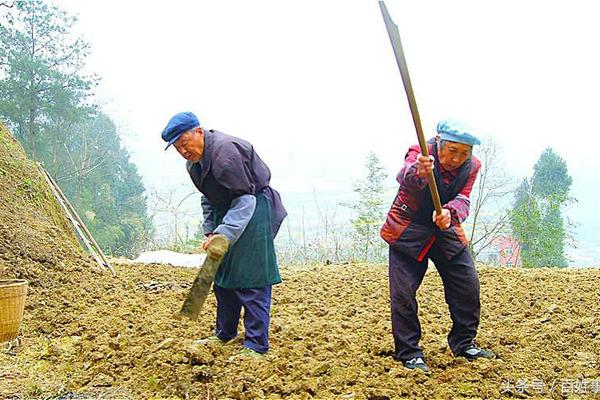 芒果吡唑醚菌酯 吡唑醚菌酯能助柑桔传色吗