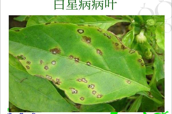 《咪鲜胺铜盐与苯醚甲环唑的联合应用：一种全新的植物保护策略》