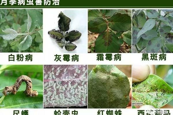 苯醚甲环唑对灰霉病有效吗 苯醚甲环唑药害解析