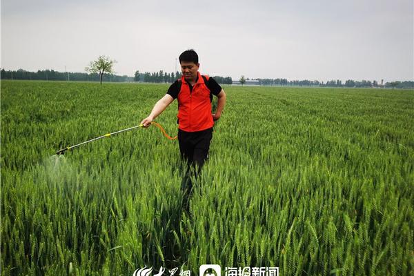 玉米打缩节胺几小时遇雨有效,玉米缩节胺打多长时间下雨没事