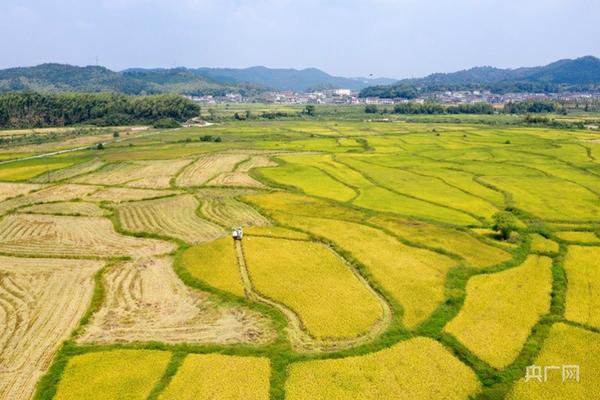 高氯甲维盐持效期分析：了解药效持续时间及其影响因素