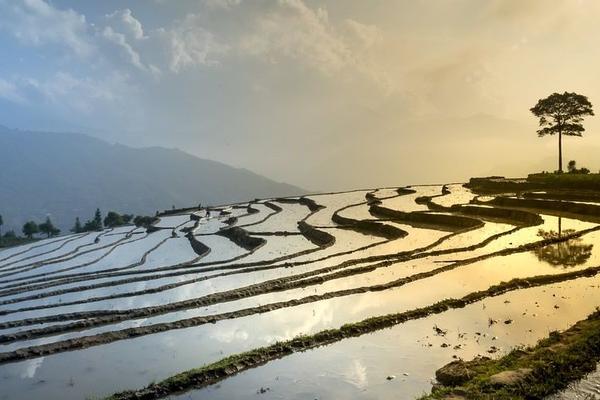 谷子田苗后专用除草剂有哪些