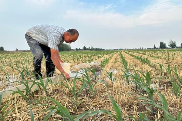 【甲霜灵杀虫剂全面解析：效果、成分与应用】