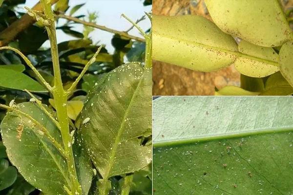 优质生物农药杀菌剂：生产与销售领先的专业厂家探讨