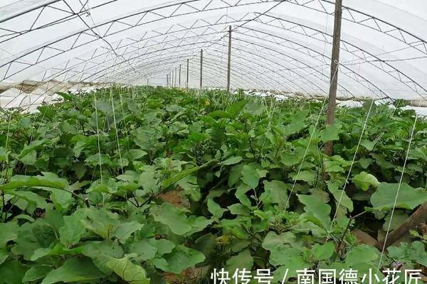 盖草能除草剂玉米田可以用吗