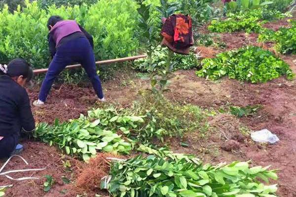 山芋田阔叶草用什么除草剂除草