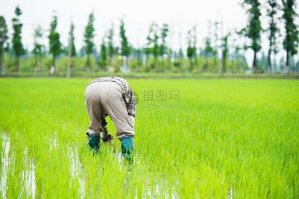 阿维菌素粉给狗驱虫用法用量