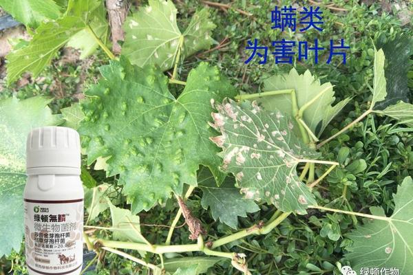 沪联生物吡唑醚菌酯：引领现代农业病虫害防治的新篇章