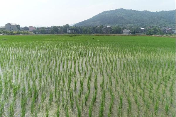 醚菌酯能治什么病 吡唑醚菌酯防治什么病害