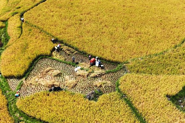 苯醚甲环唑灌根倍数——高效农业种植的关键措施