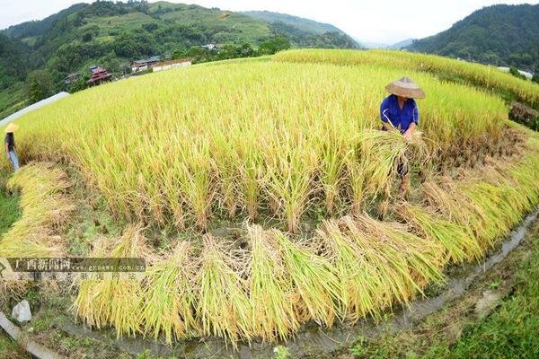 甲维盐和高效氯氰菊酯一起用 甲维盐低毒无污染