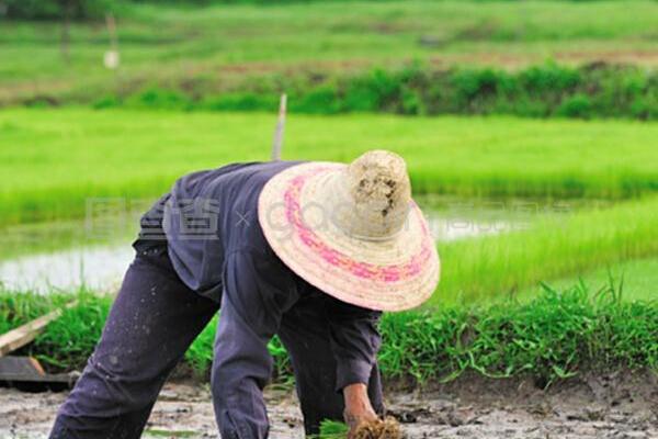 苯醚甲环唑的最佳配伍 苯醚甲环唑的最佳搭配杀菌剂是啥