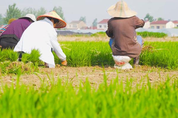 苯甲丙环唑治锈病吗 苯醚甲环唑防治水稻什么病