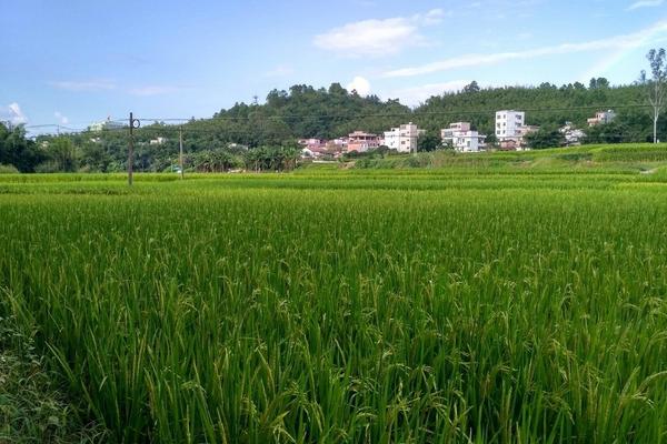 辣椒田除草剂可以杀香附子草吗