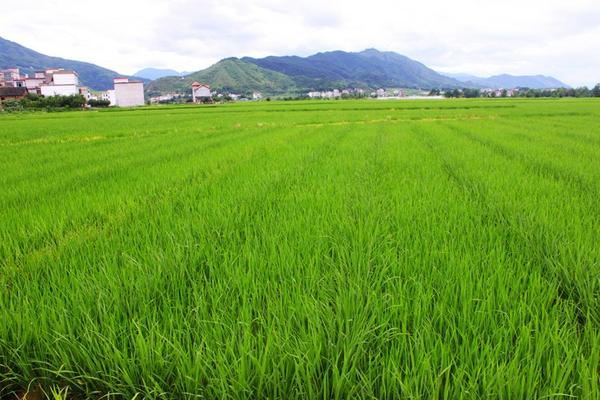 西瓜地苗后专用除草剂怎么用