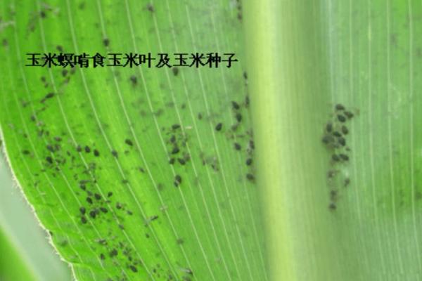 甲维茚虫威的使用频率及其影响——专业农业防治建议