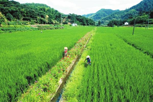 高效氟氰菊酯农药：特性、应用与可持续发展