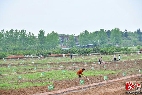 赤霉素和氯吡脲在葡萄上的应用 赤霉素和氯吡脲在葡萄上的应用吗