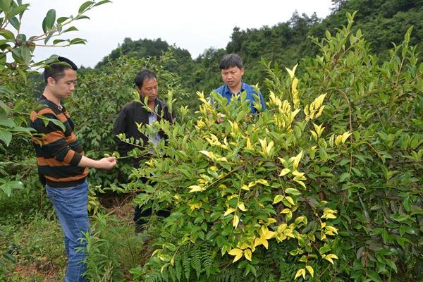 甲维盐是生物农药吗 甲维盐可以和吡虫啉混用吗