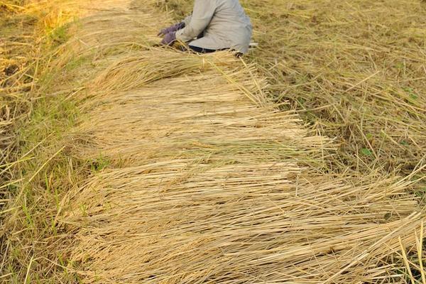 青岛奥迪斯农药大全 苯醚甲环唑防治什么病害