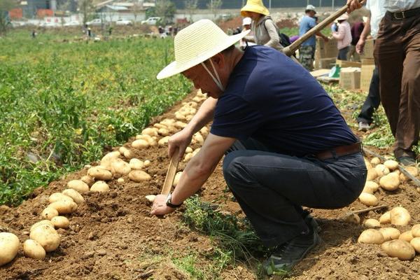 甲维盐啶虫脒主要杀什么虫 甲氨基阿维菌素苯甲酸盐治青虫吗