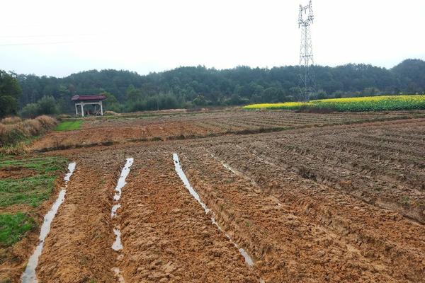 诺普信杀虫剂农药大全 百发百中农药杀菌剂说明书