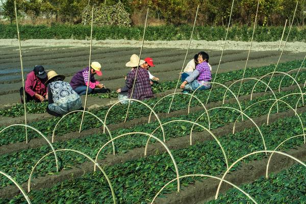 氰戊灭多威是什么作用 灭多威防治哪些害虫