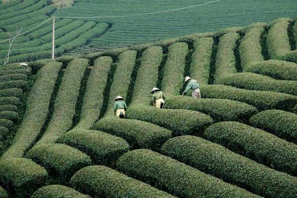 甲硝维参阴栓道膨胀栓：一种独特且高效的治疗选择