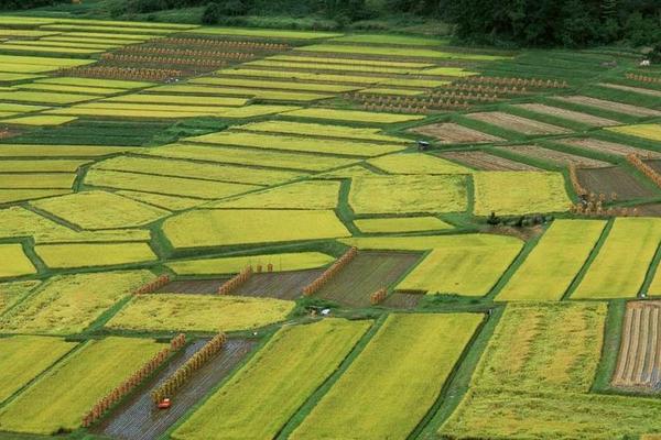 科博农药杀菌剂 国内杀菌剂知名厂家