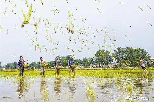 虫螨腈虱螨脲主要杀什么虫药效效果怎样 甲维虫螨腈的功效与作用