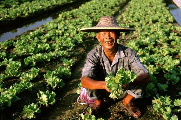 除虫脲和虱螨脲的区别 甲维虱螨脲稀释多少倍