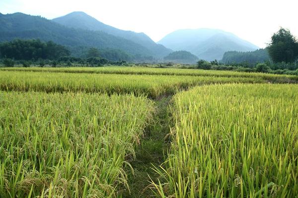 甲霜灵锰锌纳米氧化铜：一种高效、多功能农业保护剂的探索与应用