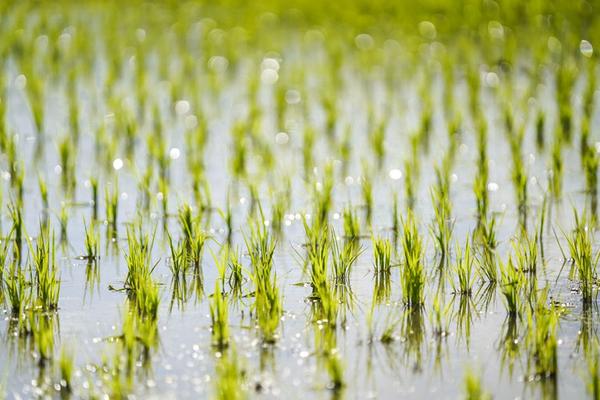 雷劈高效氟氯氰菊酯：性能、应用与未来发展