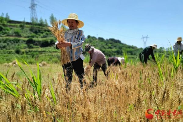 甲维盐：深入了解其作为一种高效杀虫剂的特性与应用