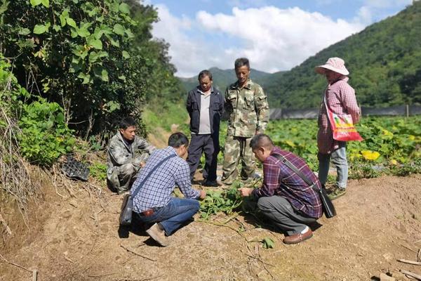 甲霜恶霉灵最多能打几次药 甲霜恶霉灵能叶面喷施吗