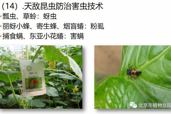 农药生物杀菌剂的应用与作用