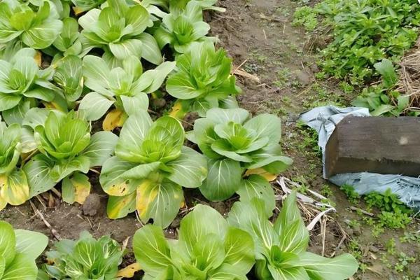 杀虫剂和农药的危害 生物农药杀虫剂大全