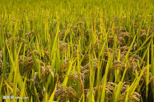 阿维虱螨脲的作用与功效 甲维茚虫威虱螨脲